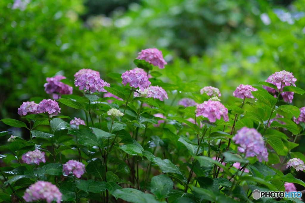 紫陽花