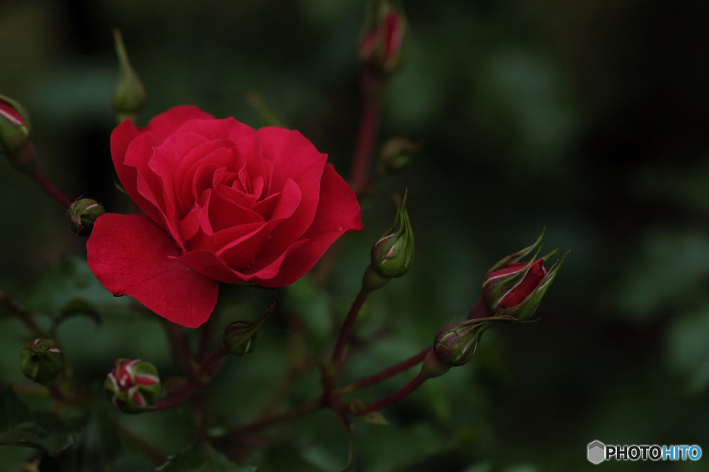 もう一つの赤い薔薇