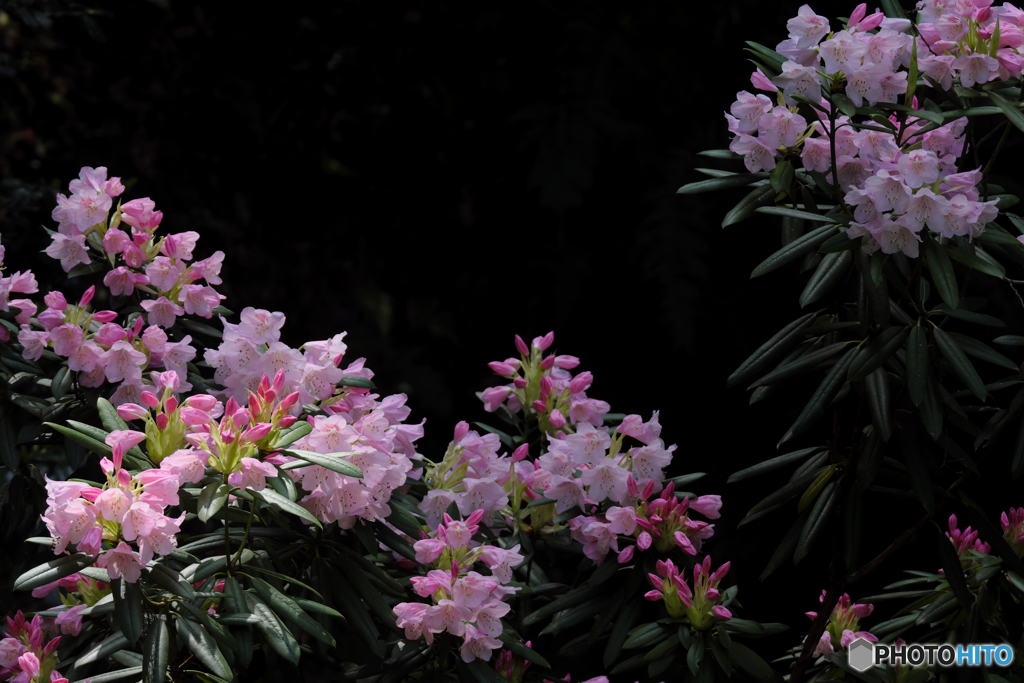 シャクナゲの花