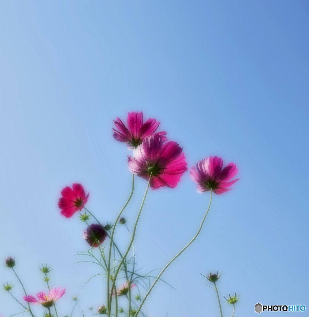 君に届け