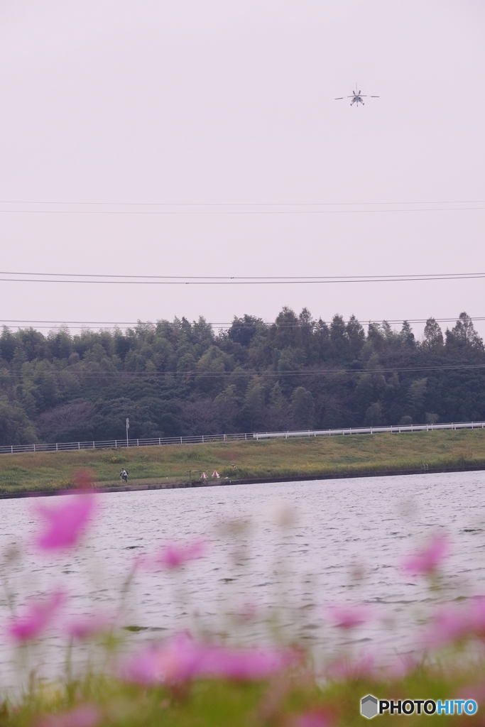 芦屋向き秋桜