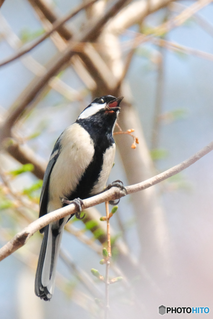 Singing