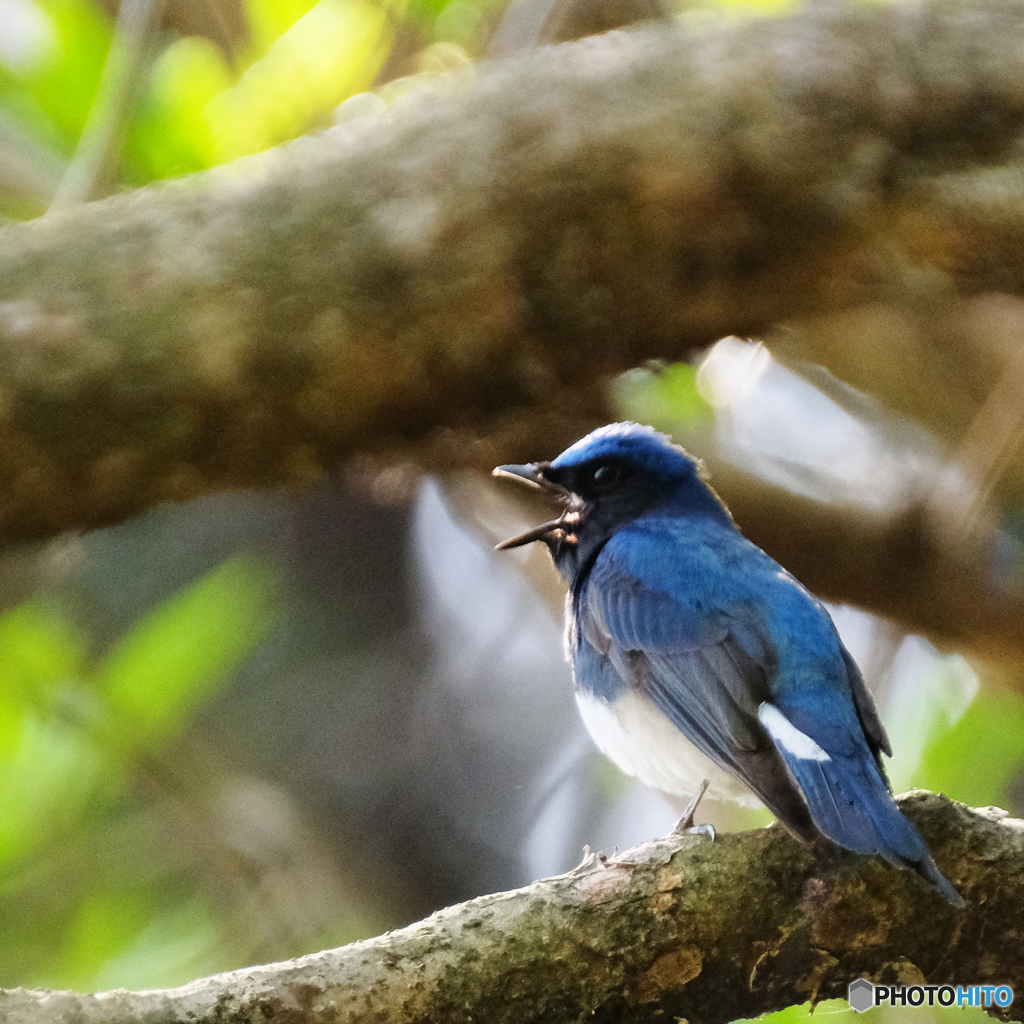 Singing!