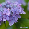 紫陽花