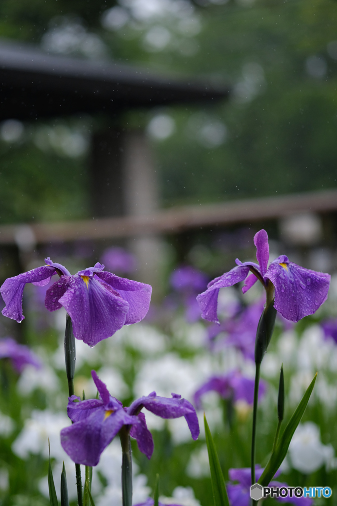 菖蒲　２