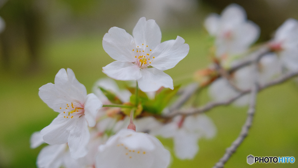 桜咲く