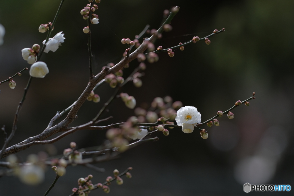 白梅