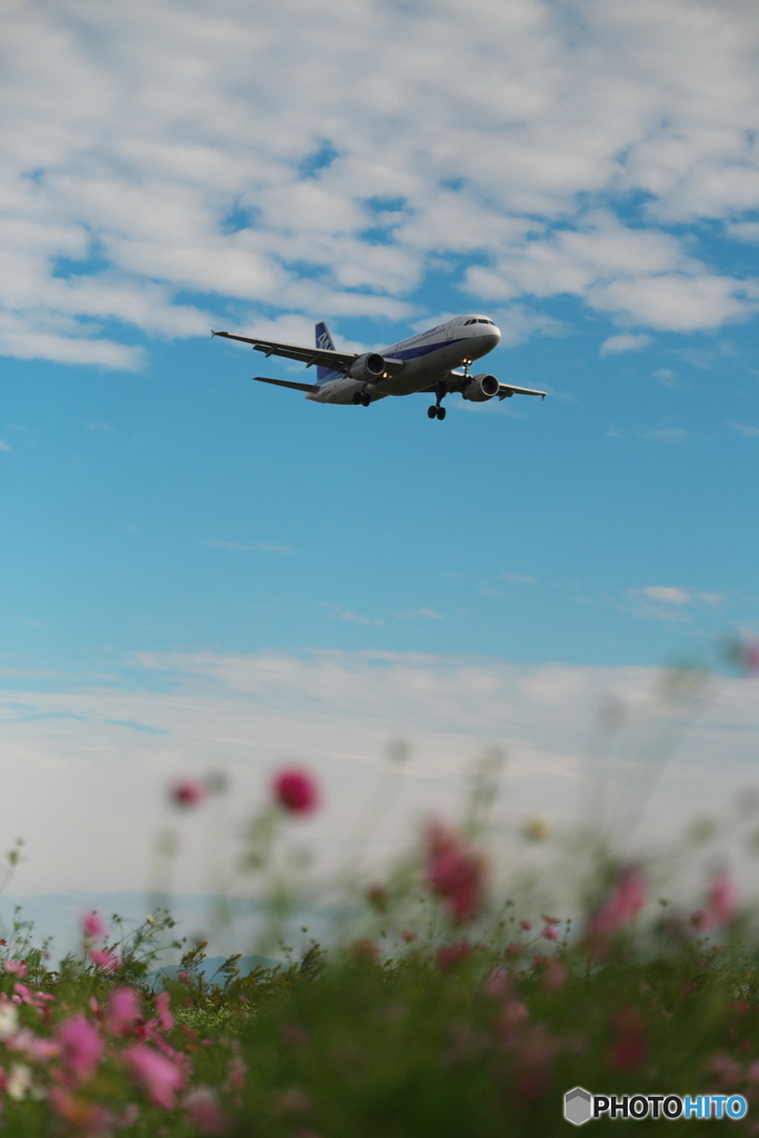 青空コスモス、そしてANA　２
