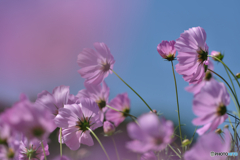 風に揺れる秋桜