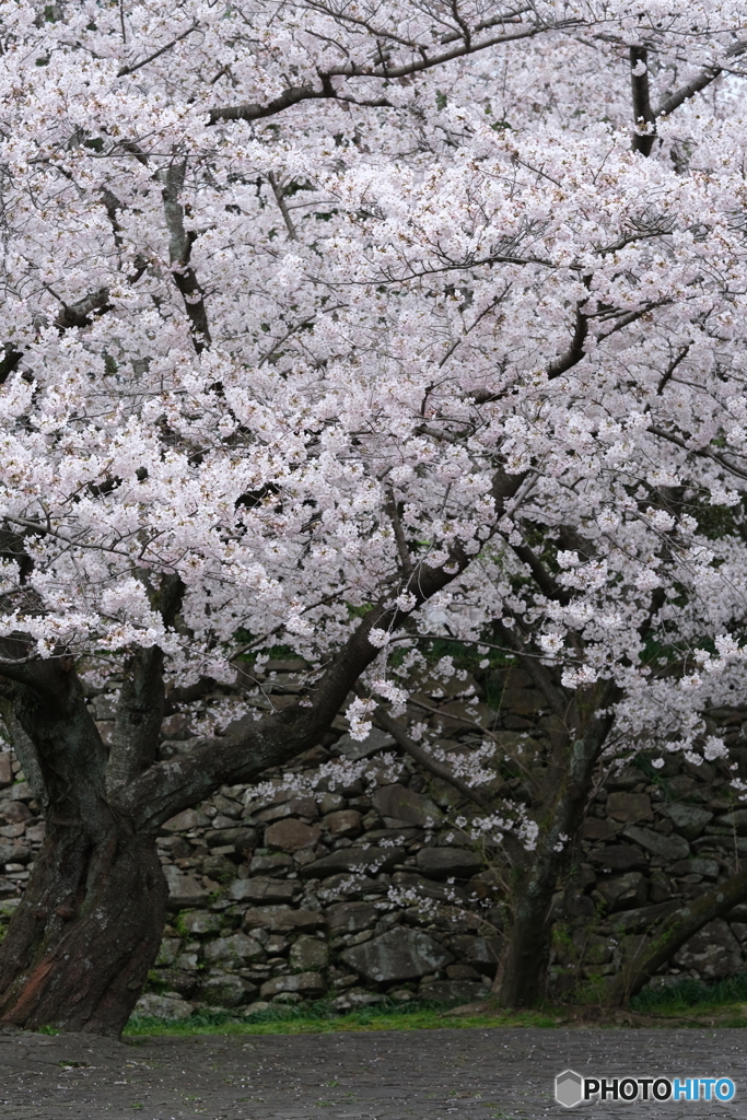 桜咲く