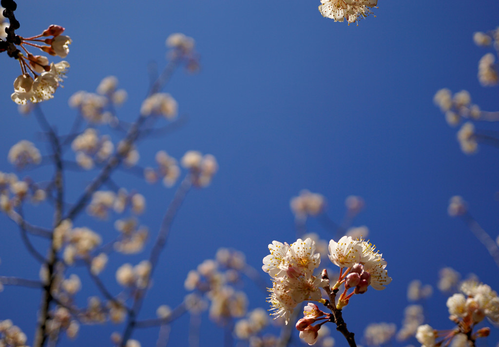 桜が咲いたよ♪　＼(^o^)／