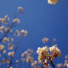桜が咲いたよ♪　＼(^o^)／
