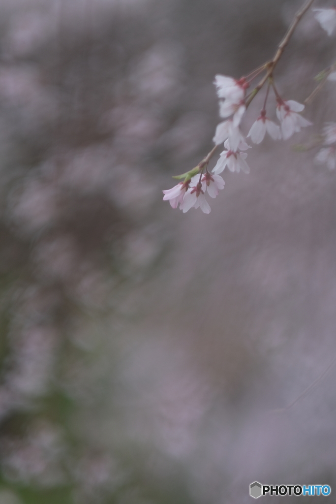 桜さくら
