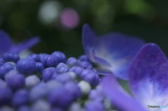 紫陽花のキモチ
