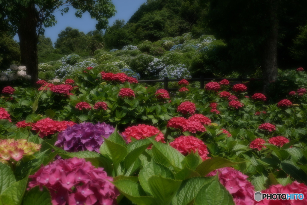 あじさい祭り　３