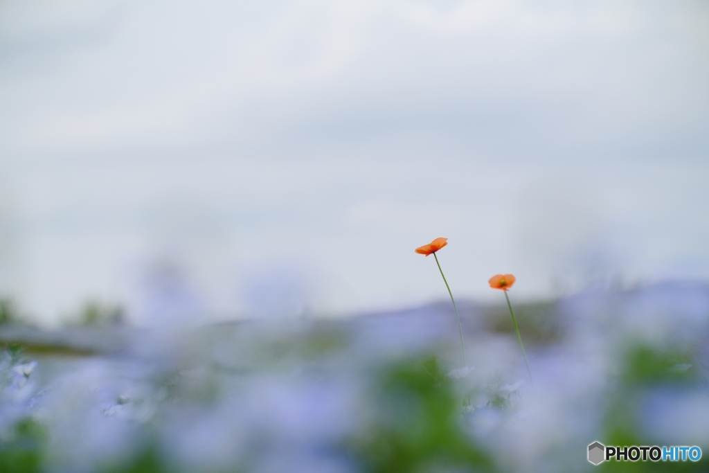 花畑あるある