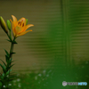 ゆりの花