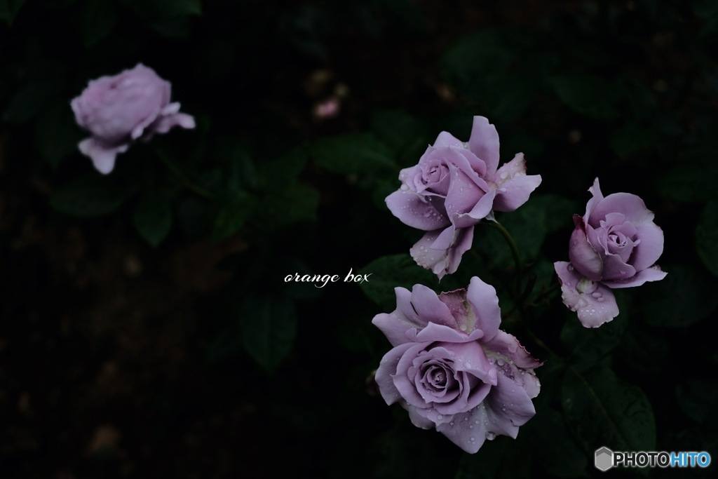 薔薇の世界