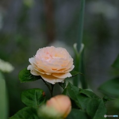 バラの花