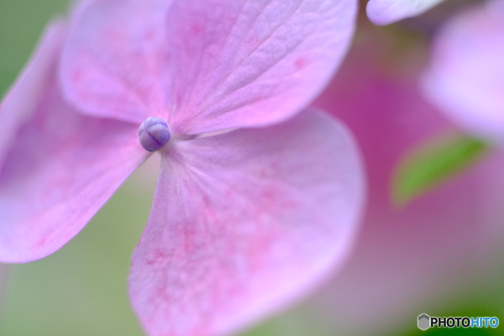 2019年　紫陽花はじめました。