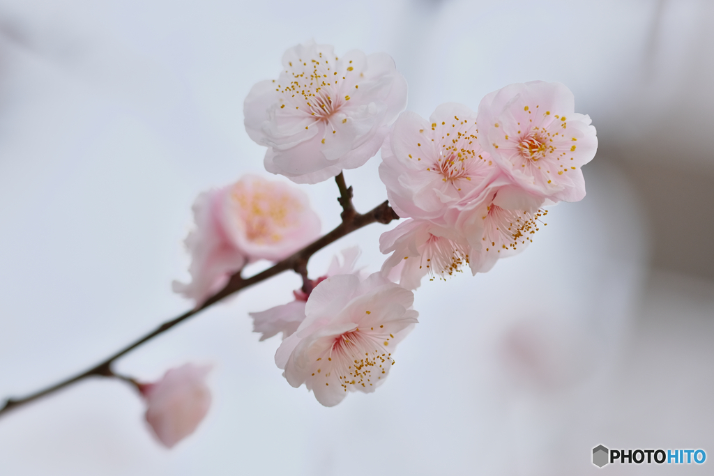 梅の花