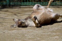 カンガルーは昼寝の時に固まる