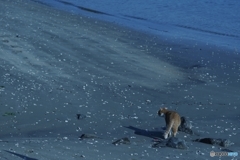 海よ　２