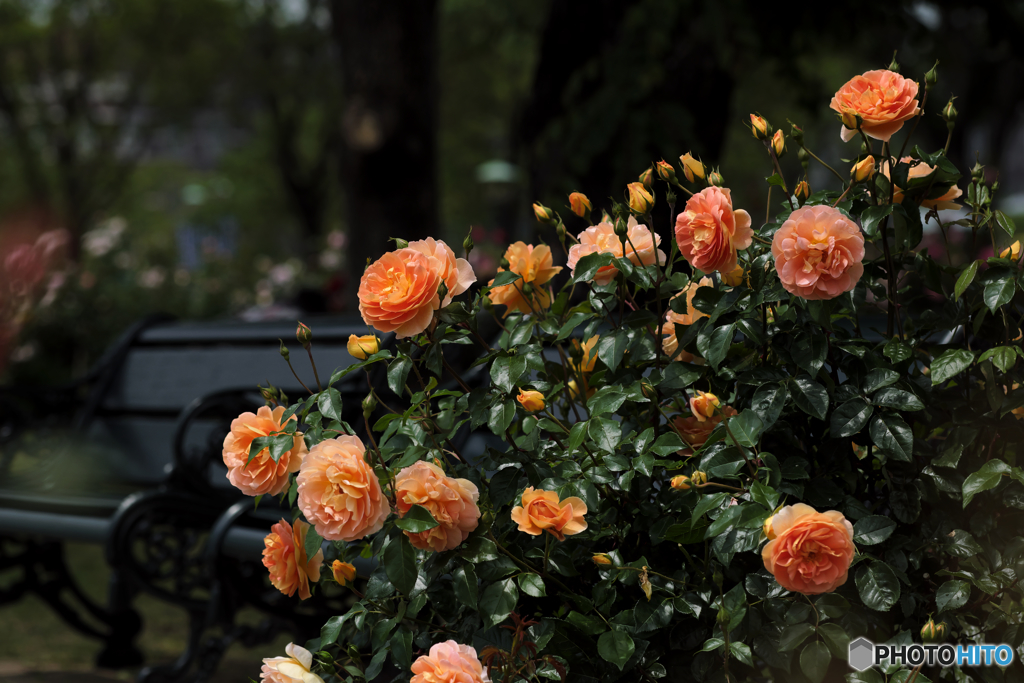 薔薇の花咲く散歩道