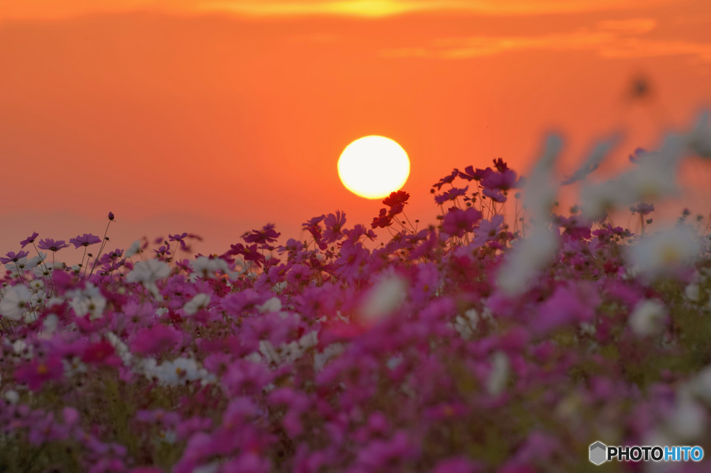 夕焼けコスモス