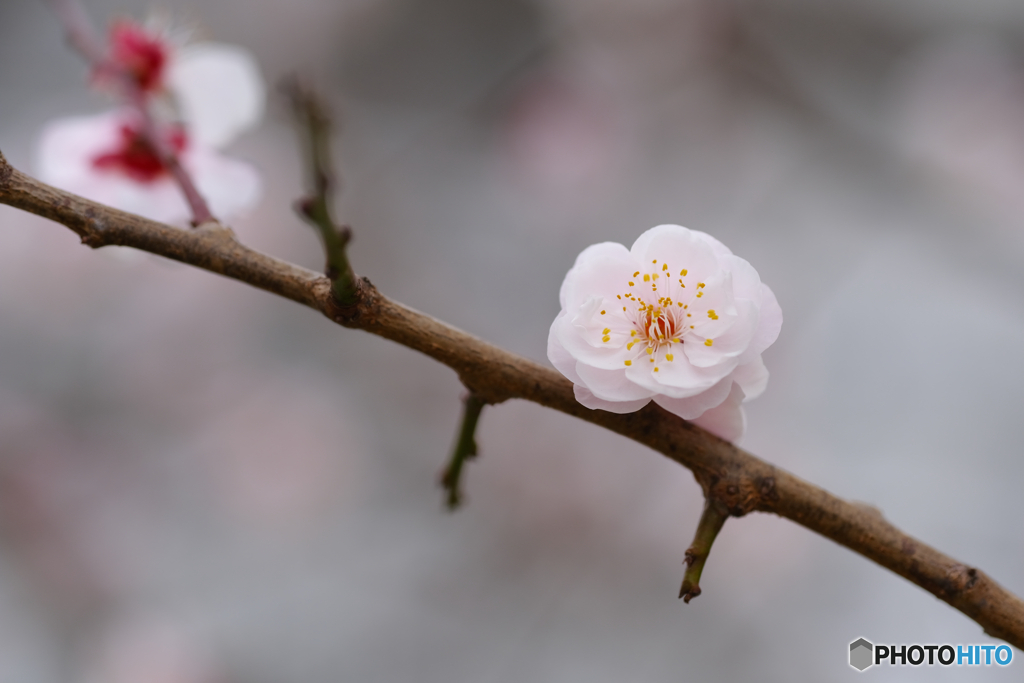 梅の花