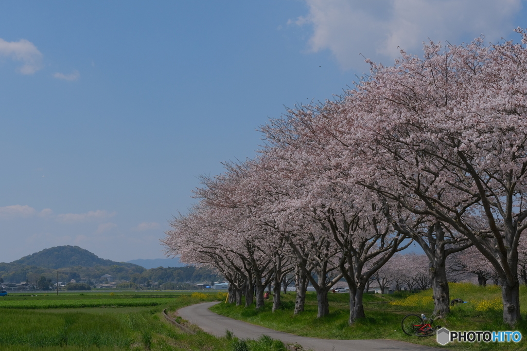 桜並木