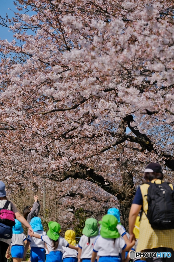 桜の花咲く公園へ　２