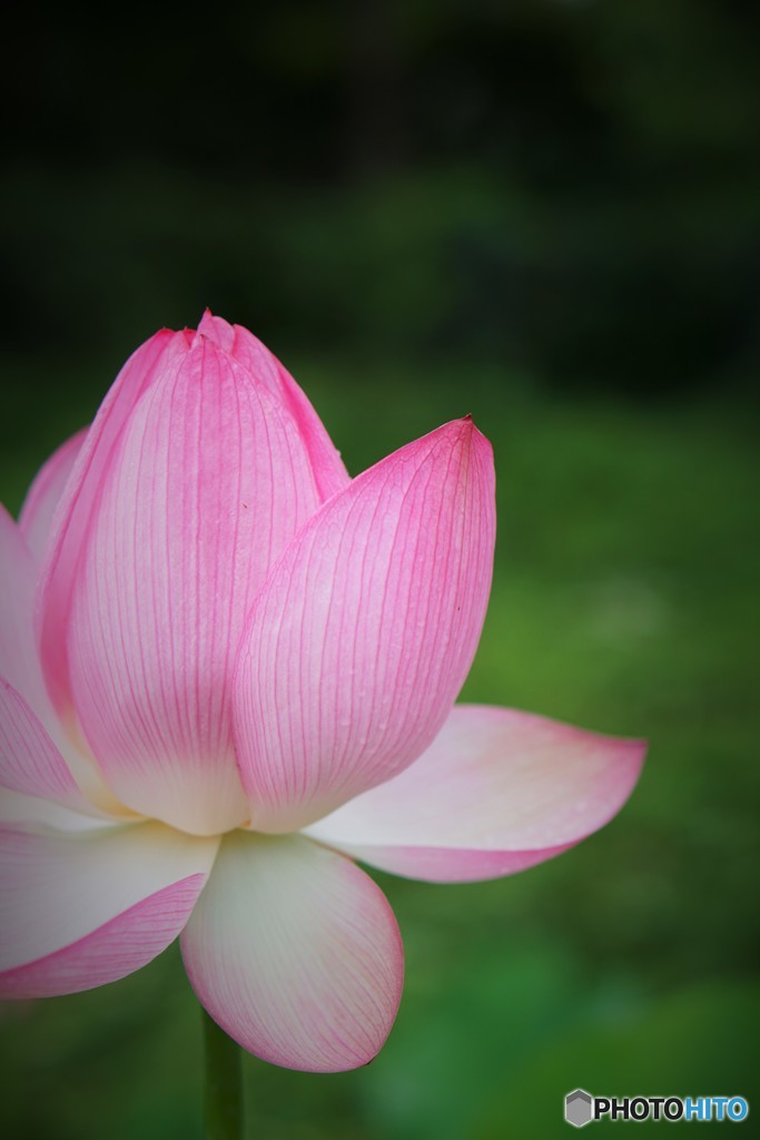 花開く時　１