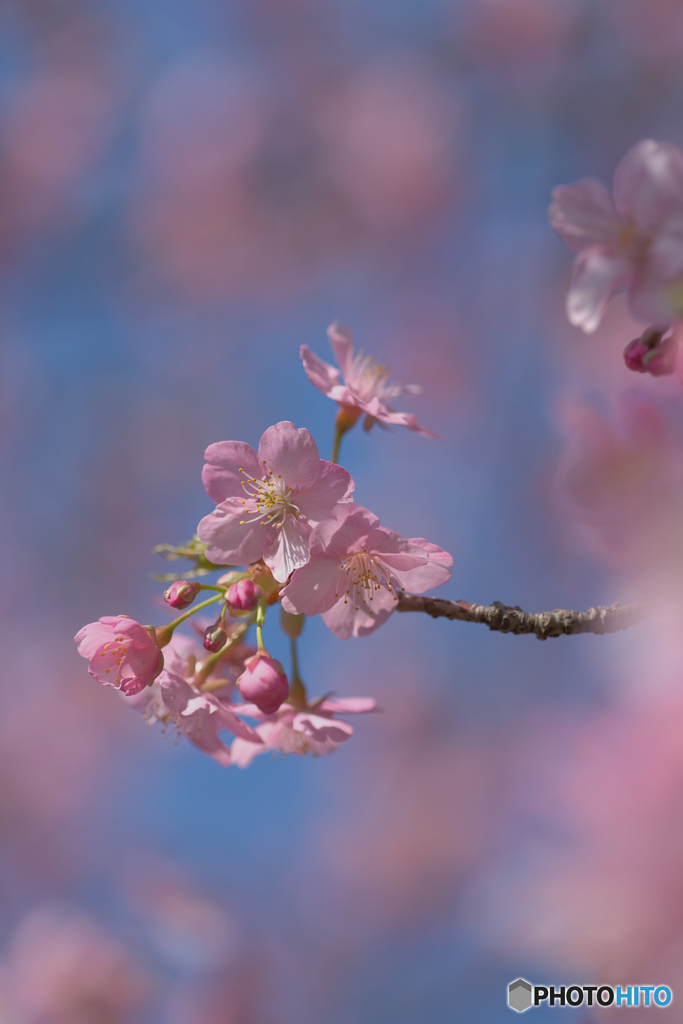 河津桜