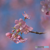 河津桜