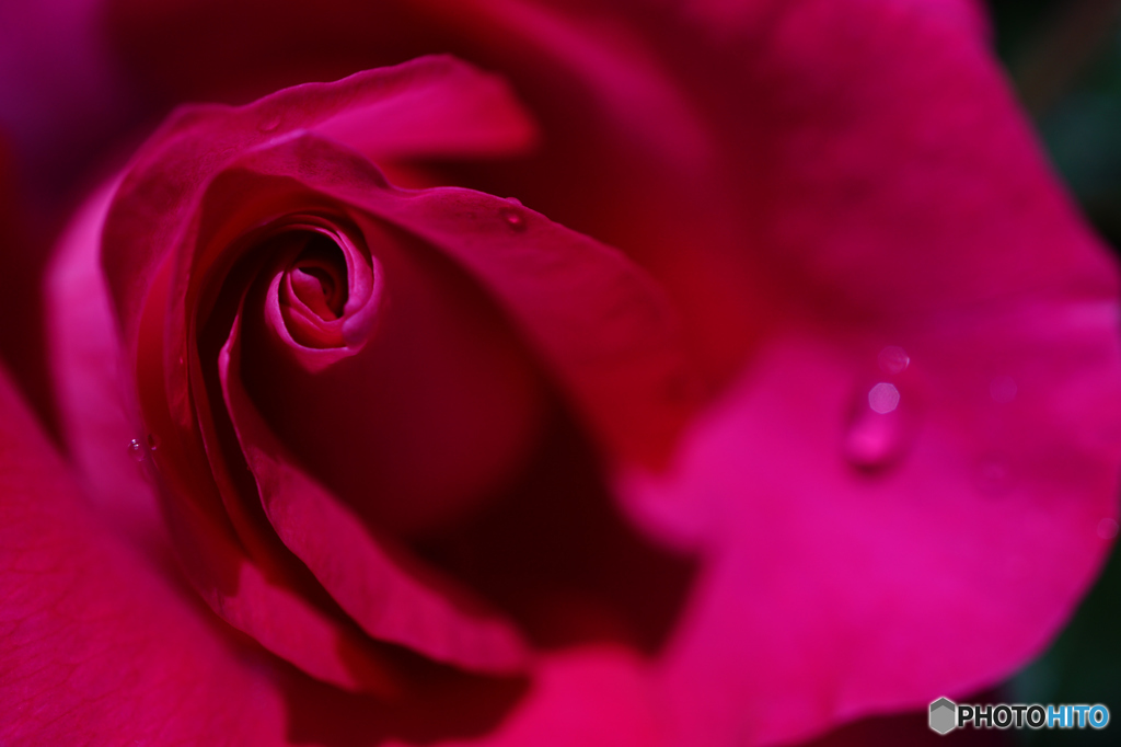 薔薇の誘い