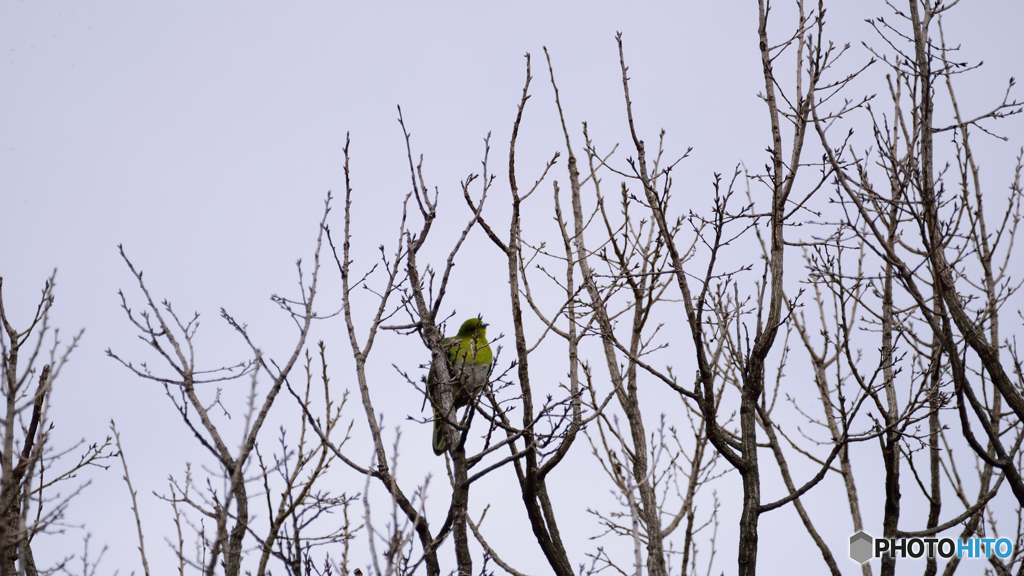 アオバトの気配