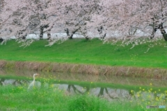 アオサギのお花見