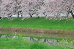 アオサギのお花見