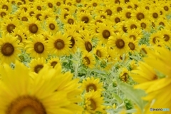 残暑お見舞い申し上げます。<m(__)m>　（お知らせ）