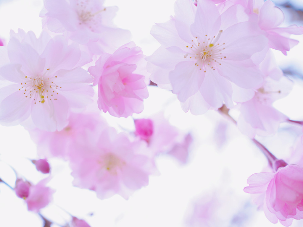 枝垂桜 3