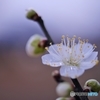 雨上がりの朝　２