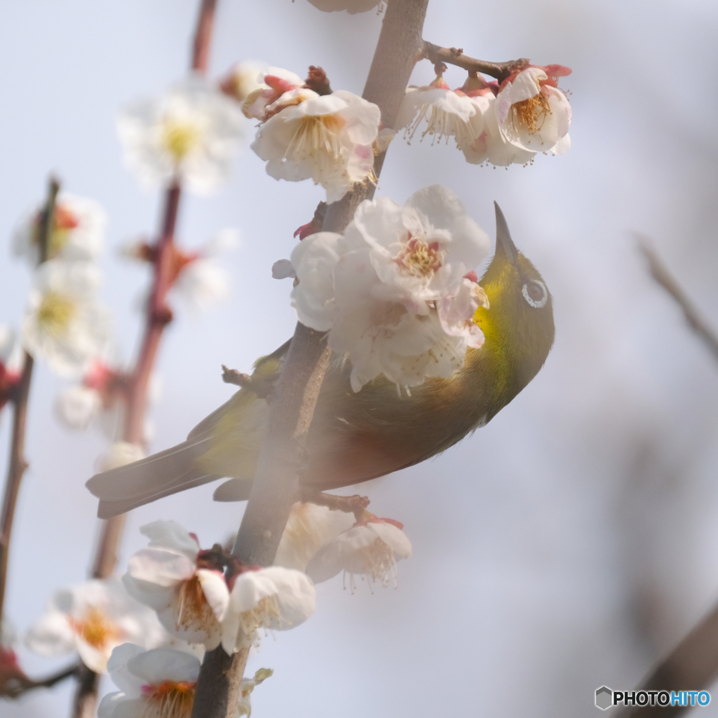 梅花に霞む