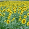 真夏の想い