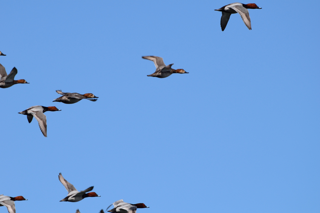 カモ池はレンズ沼？！(^_^;)