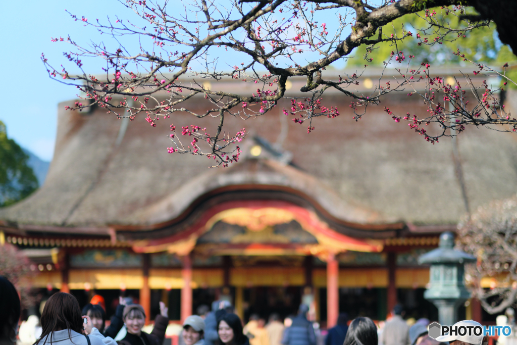 梅花の頃