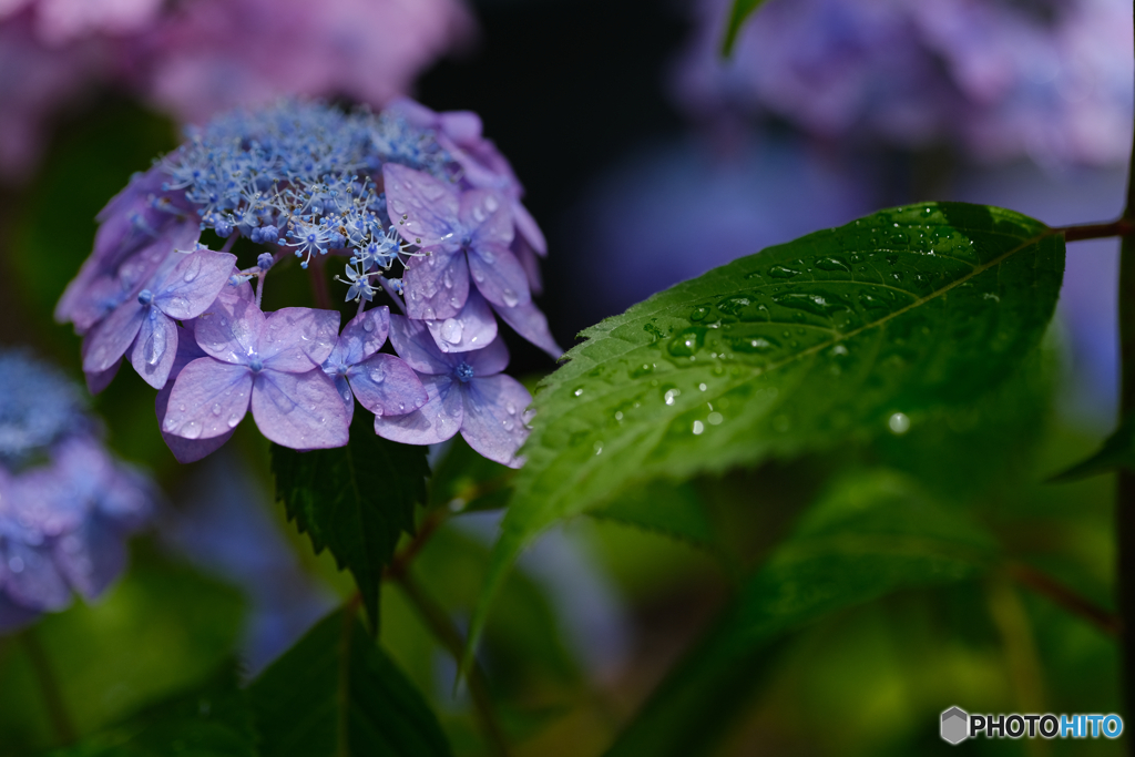 雨上がり