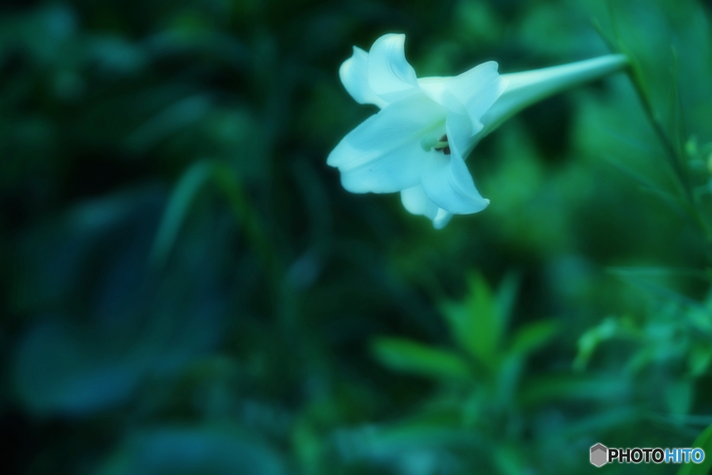 白い夏　３