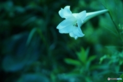 白い夏　３