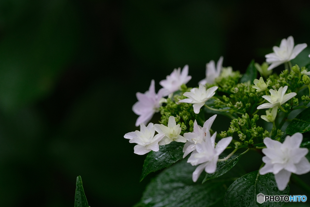  紫陽花